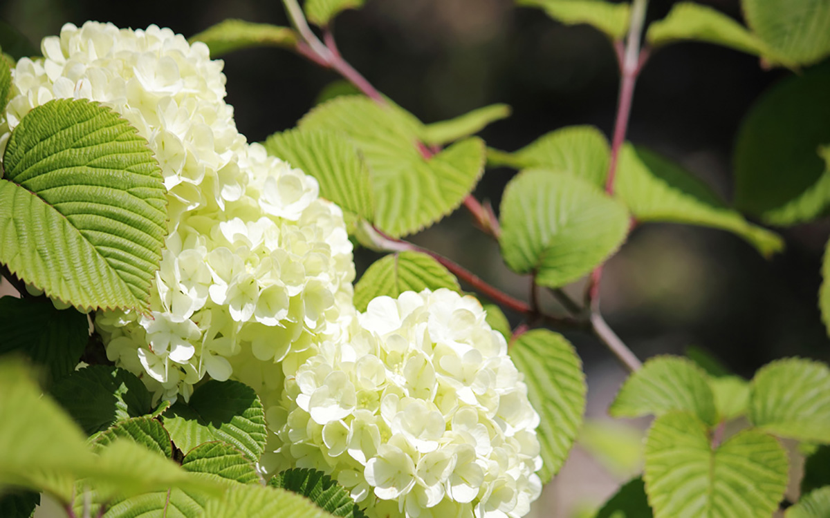 日本語の国産CMSです。編集・更新が簡単に行えます。